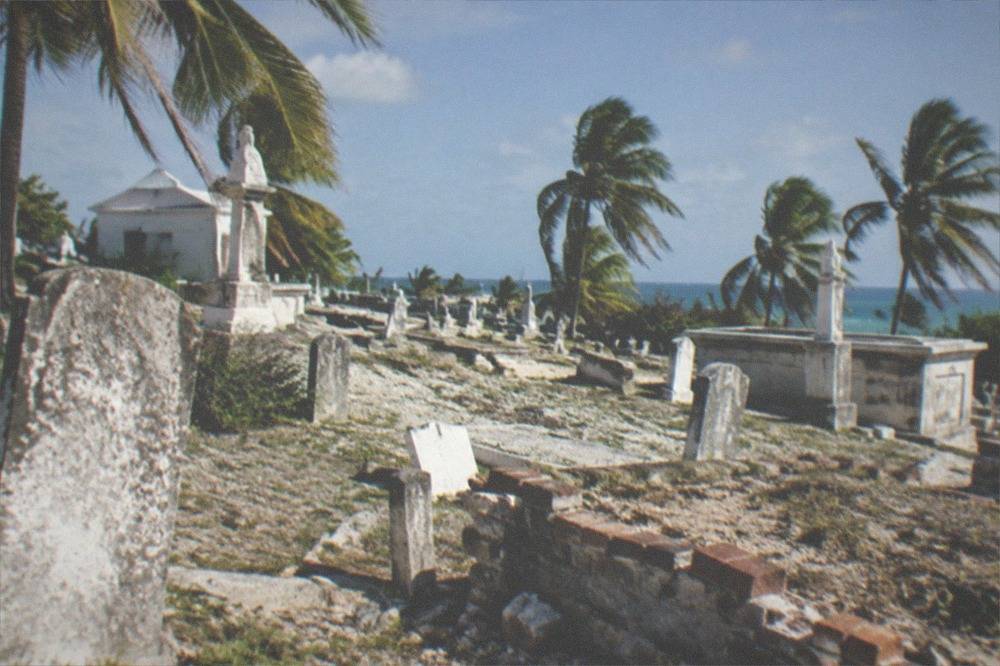 Sunlight falling across tilted old headstones and palm fronds on a cemetery slope