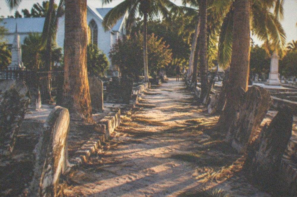 Rows of headstones and palm fronds along a cemetery path in warm evening light