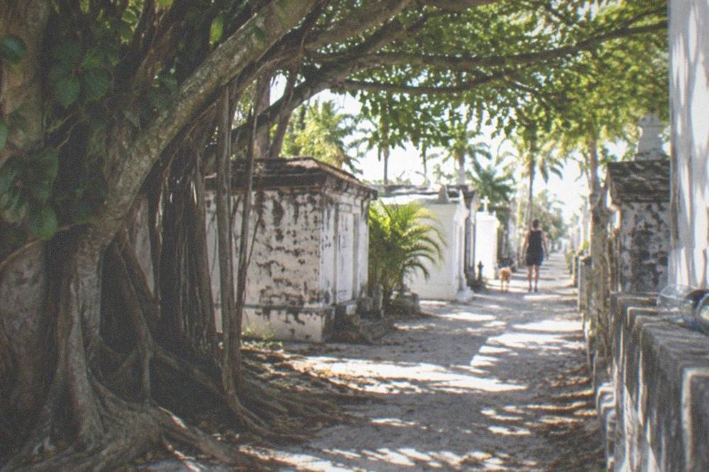 A sandy lane between above-ground tombs with dappled shade from large strangler fig trees